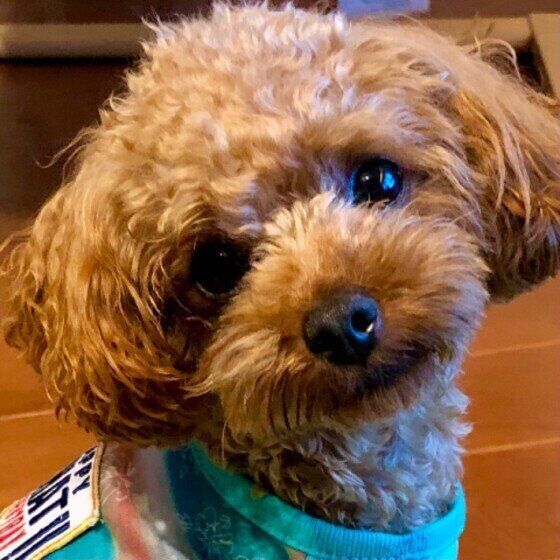 トイ・プードルのルーキーちゃん