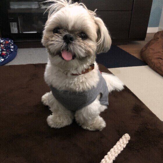 笑顔のシー・ズー