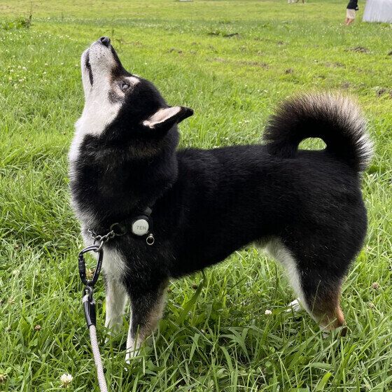 柴のてんてんくん