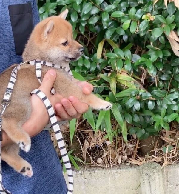 プレ散歩をするまるくん