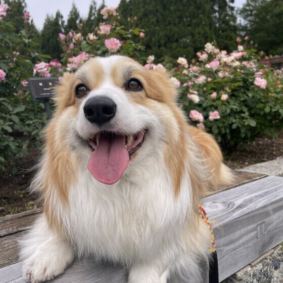 ウェルシュ・コーギー・ペンブロークの琉羽来くん♪