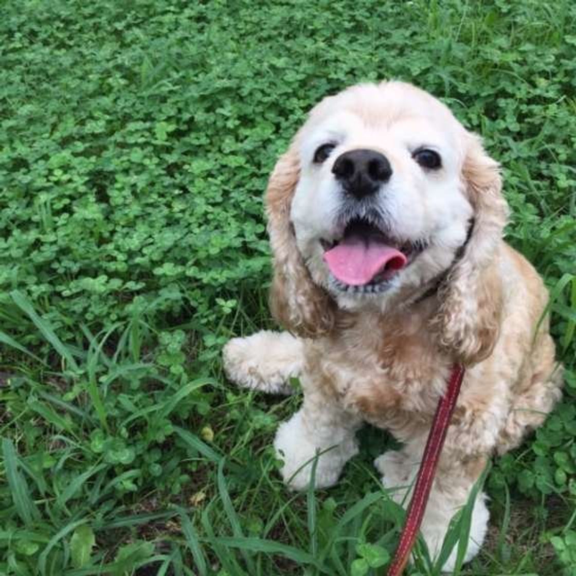 犬が飼い主さんに約束してもらいたい10のこと 犬の十戒 1 5 いぬのきもちweb Magazine 犬が飼い主さんに約束してもらいたい10のこと 犬の十戒 1 5 いぬのきもちweb Magazine