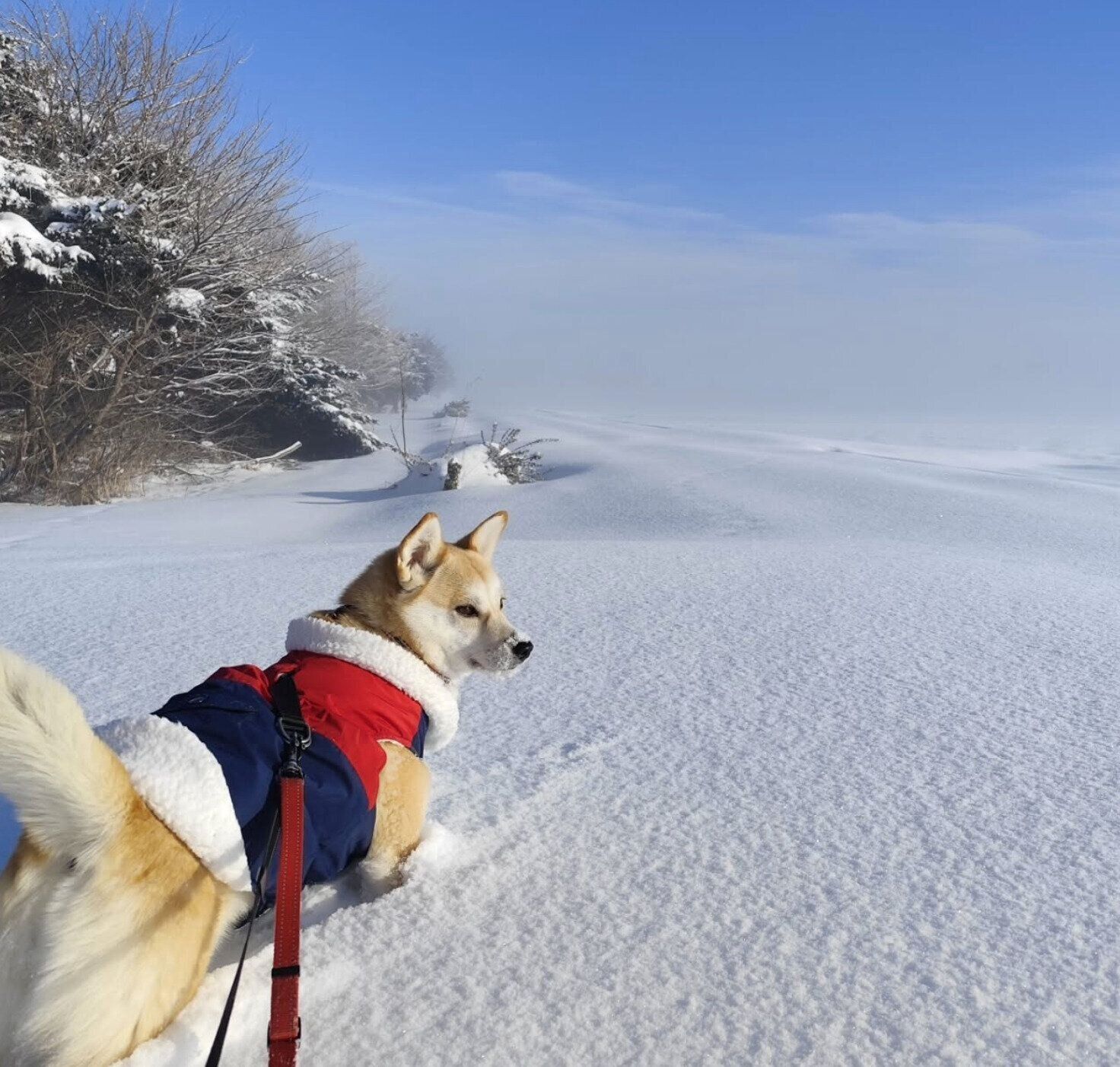 雪の中を散歩する咲季ちゃん