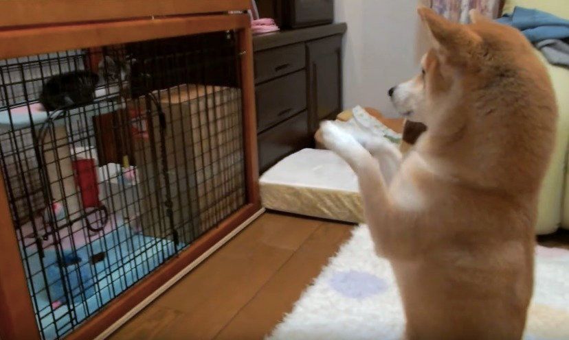 お願いポーズをするワンコ