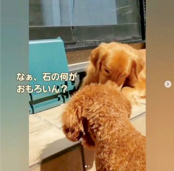 仲良しなゴールデン・レトリーバーとトイ・プードル