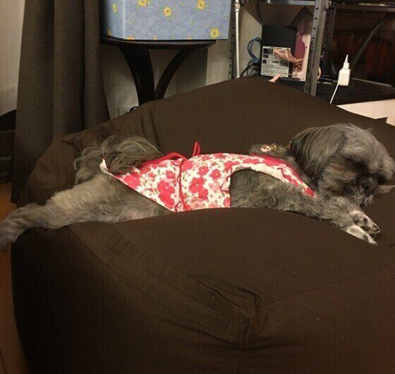 ラサ・アプソのあんじゅちゃん