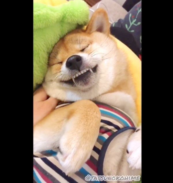 牙を見せて爆睡する龍乃子姫ちゃん