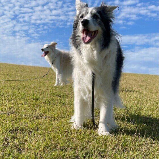 犬にルームフレグランスや柔軟剤などのニオイはNG？ いぬのきもち