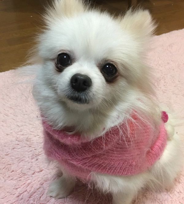 ポメラニアンの姫ちゃん