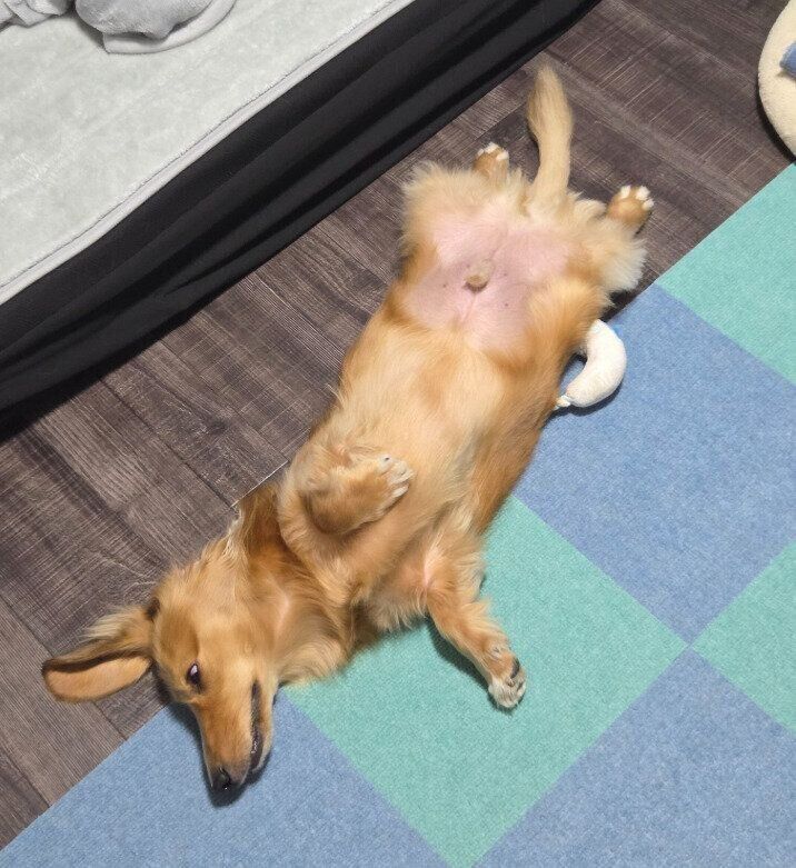 ミニチュア・ダックスフント 1才8カ月