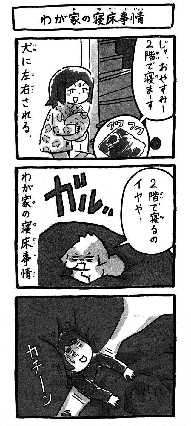 シーズー犬マンガてんぽshihtzu