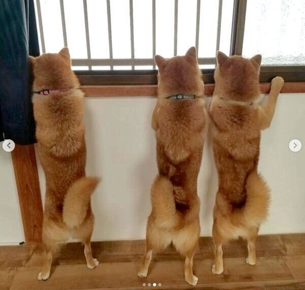 外を眺めるコイくん、トロくん、ウニくん