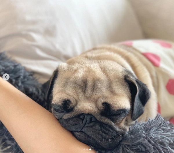 パグのぱぐぞうくん