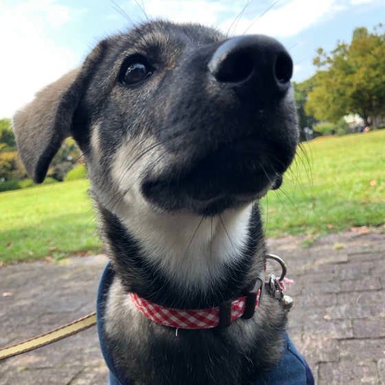 お散歩デビューのパピーちゃん