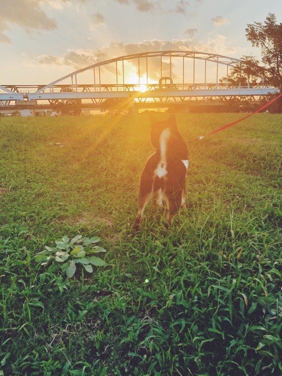 夕日を見つめるラガーちゃんの後ろ姿