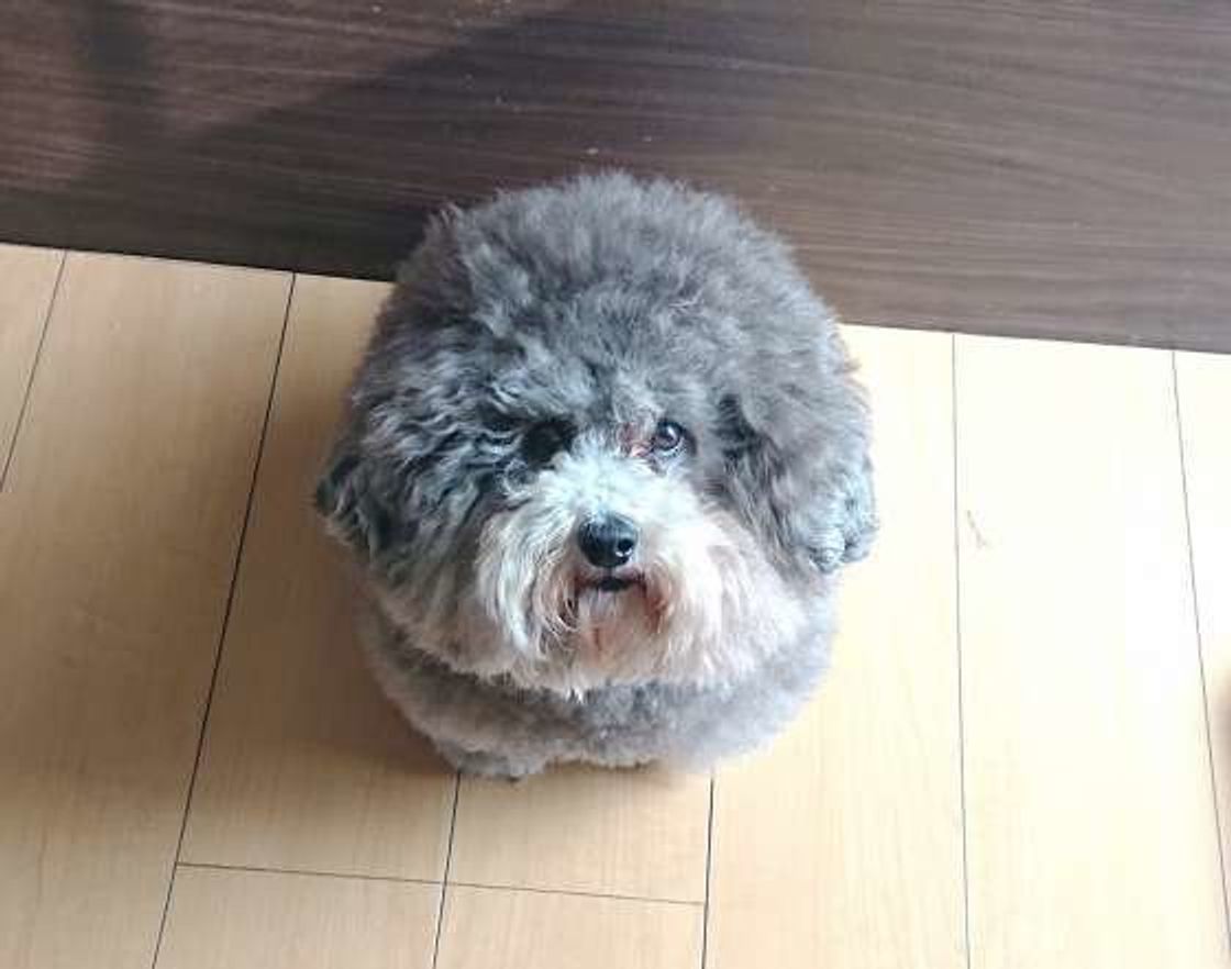 犬も嫉妬するんです ストレスになるほどの強い嫉妬に注意 いぬのきもちweb Magazine 犬も嫉妬するんです ストレスになるほどの強い嫉妬に注意 いぬのきもちweb Magazine
