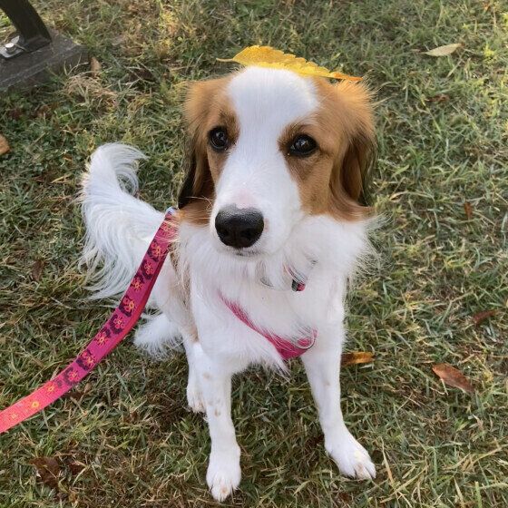 犬の体の「できもの」を早期に発見するために知っておきたいこと いぬのきもち