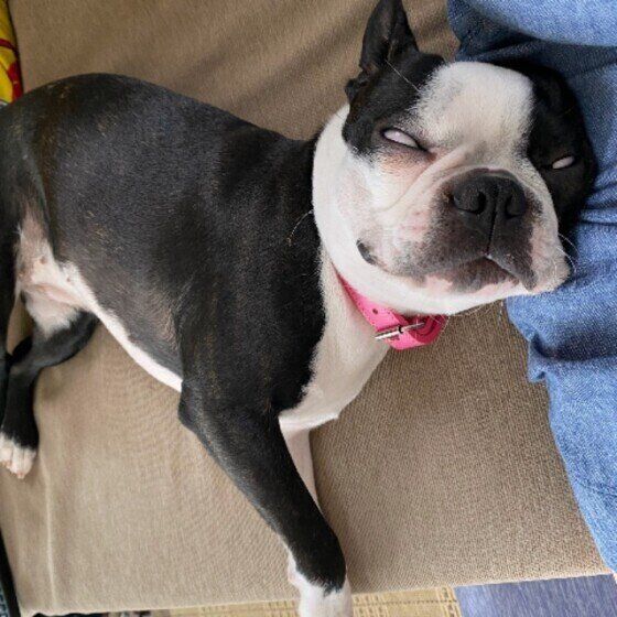 宇宙と交信中?愛犬の寝顔が、、、白目を出して寝ていても大丈夫? いぬのきもち