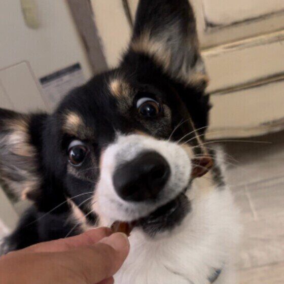 犬はゴハンをおいしいと感じているの？ 同じフードを食べ続けても飽きない理由 いぬのきもち