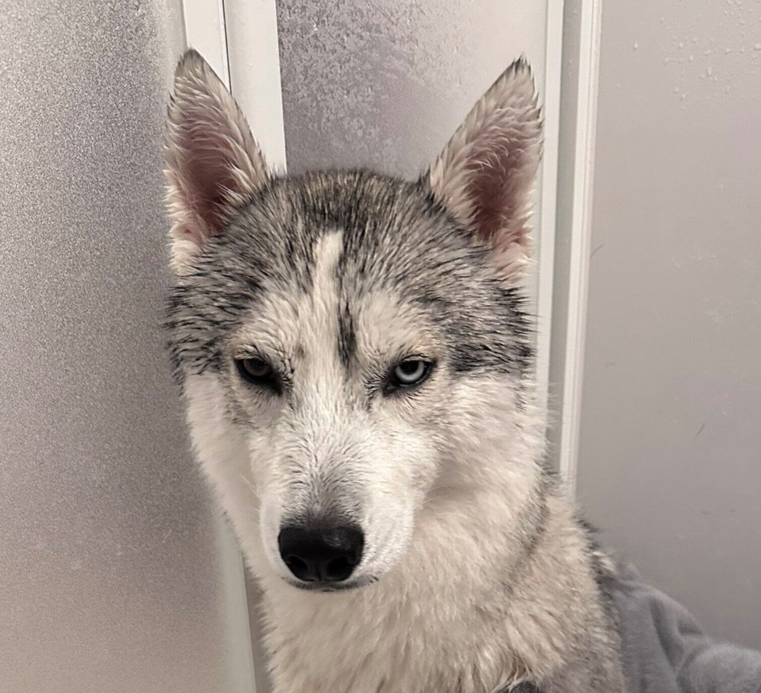 ムッとした表情をするロゼくん