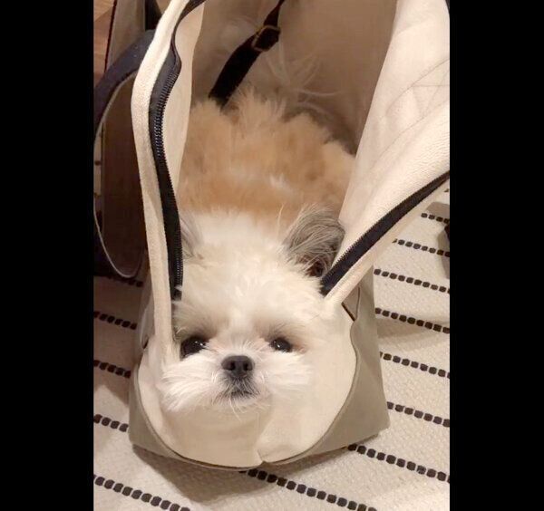 お出かけ待機中のたむたむくん