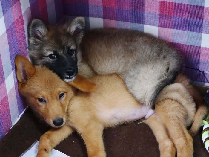 お迎え当日の2頭の犬