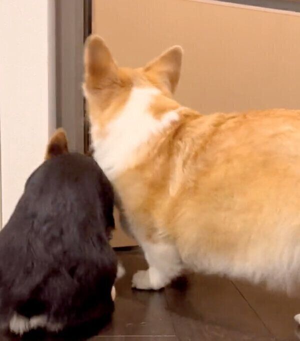 パパさんを出迎えるエルモちゃん、ギズモちゃん