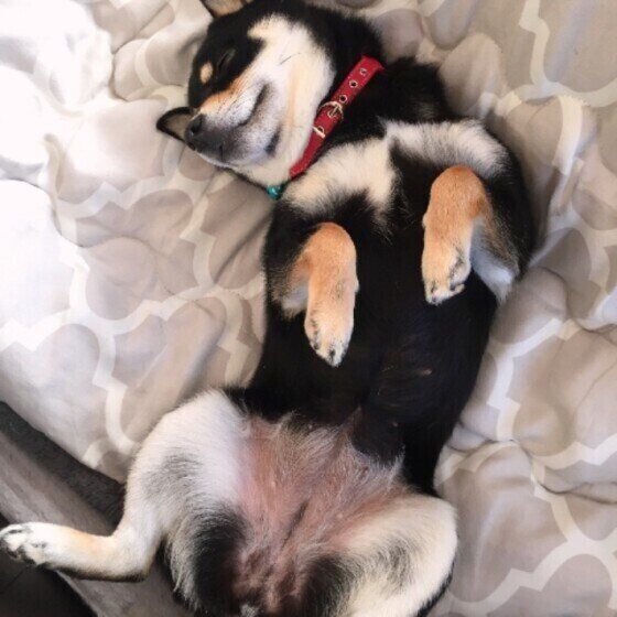 柴　マロン　寝る