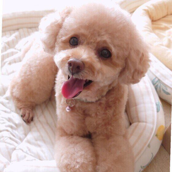 シニアのトイ・プードル