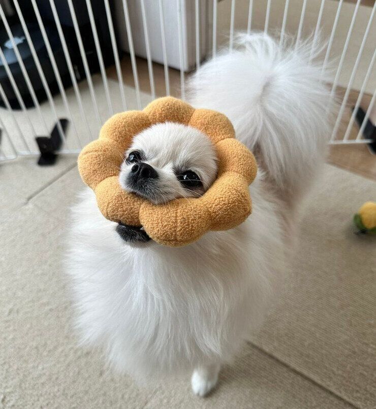 おもちゃをくわえるおろちちゃん