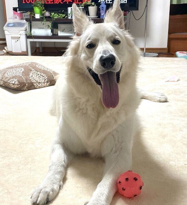 笑顔が可愛いモフちゃん