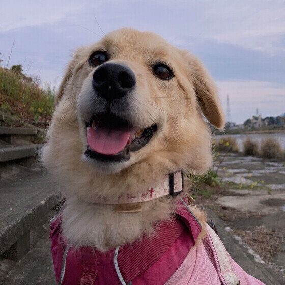 犬のうんちは必ず持ち帰る！ 人にも犬にも影響するフンの放置と感染症の話 いぬのきもち