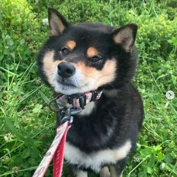 拒否柴をするさくくん