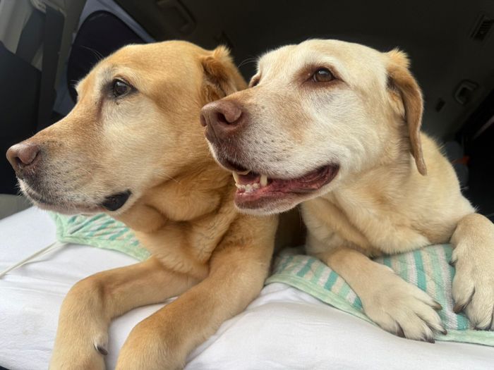 先住犬のメルツくんと一緒にお出かけ中の様子