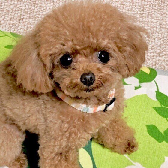 思わぬ事故が起こるかも？ 犬用グッズを使う際の注意点 いぬのきもち