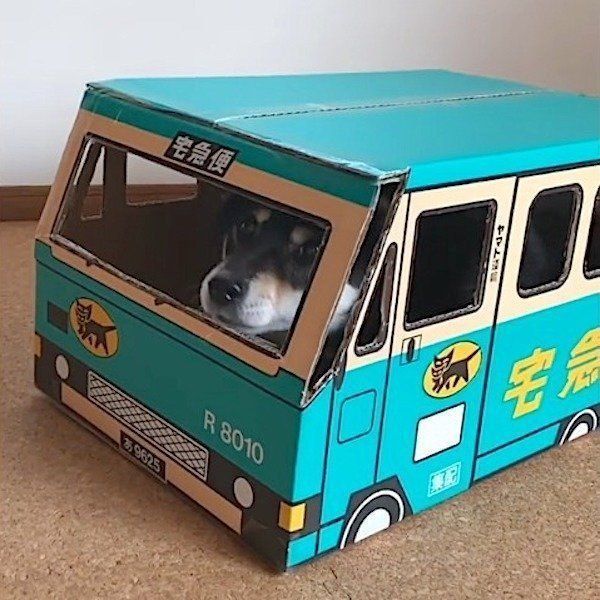 ダンボールに入る柴犬