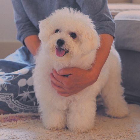 愛犬がリラックスしているときに