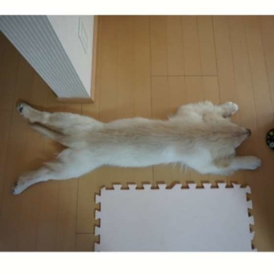 ゴールデン・レトリーバーのレイちゃん