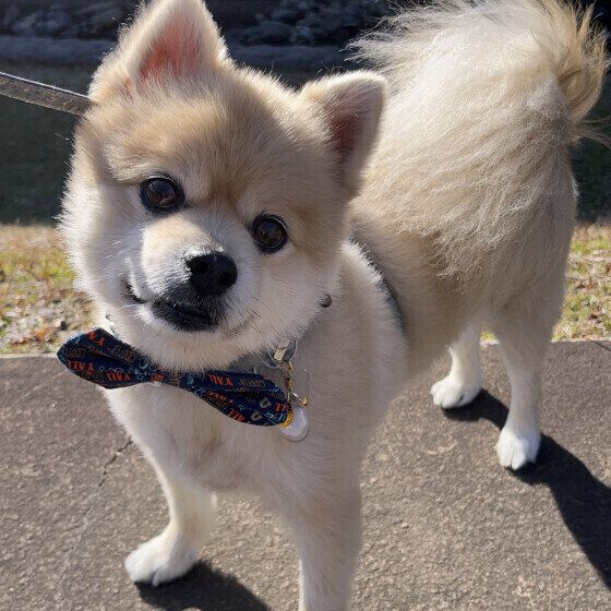 シニア犬の暑さ対策はできている？ 高齢犬の夏の過ごし方と注意点 いぬのきもち