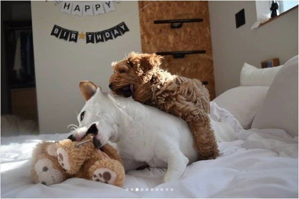 ワンコのぬいぐるみ争奪戦