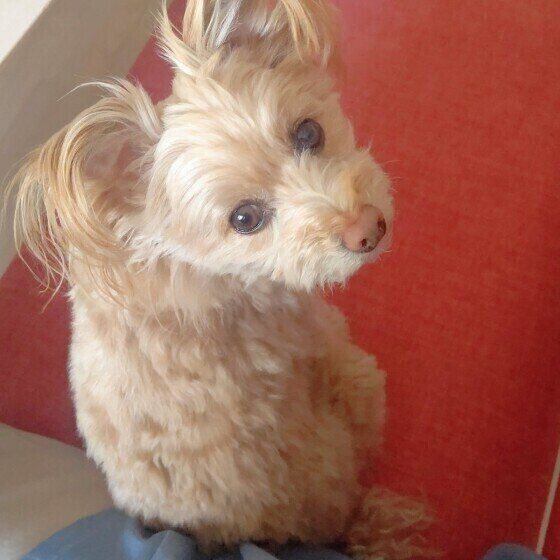 お尻をくっつける小型Mix犬