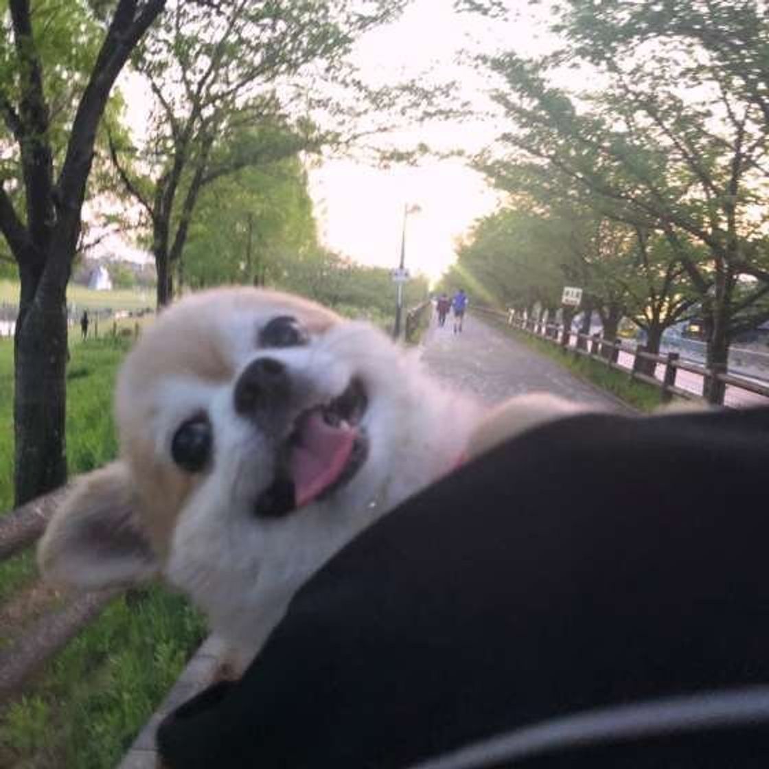 調査 ふだんの鳴き方と違う 犬が 嬉しい ときの鳴き声の特徴は いぬのきもちweb Magazine 調査 ふだんの鳴き方と違う 犬が 嬉しい ときの鳴き声の特徴は いぬのきもちweb Magazine