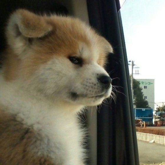 秋田犬のビスコちゃん