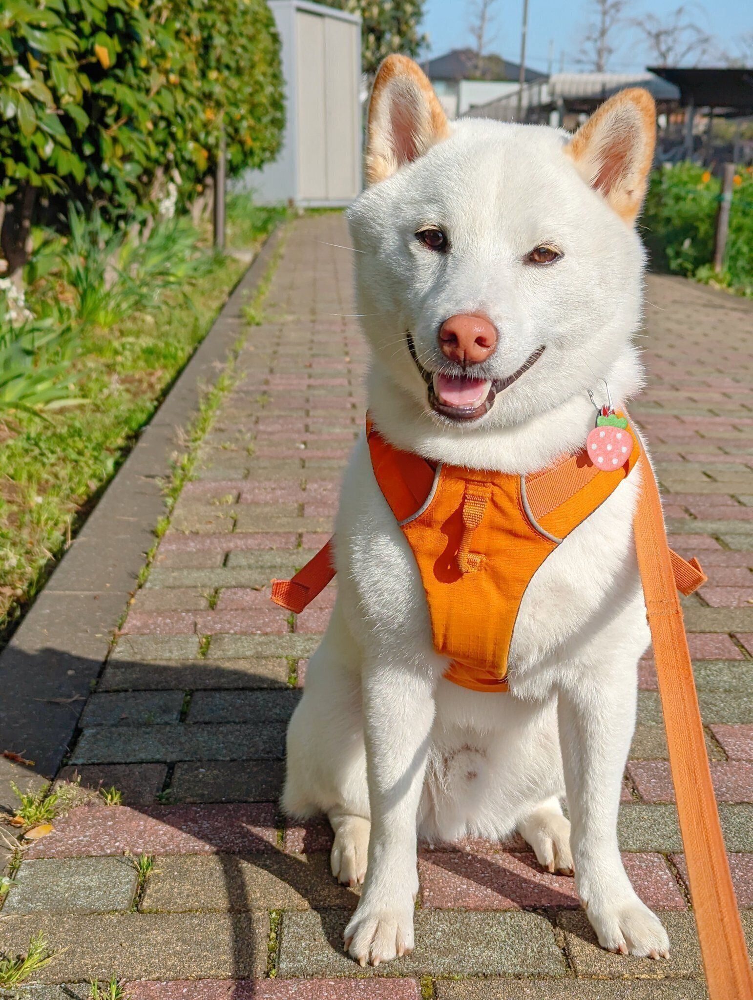 見つめるシャオくん