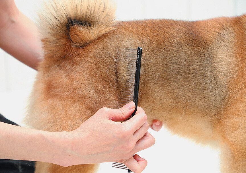 ブラッシングされる犬