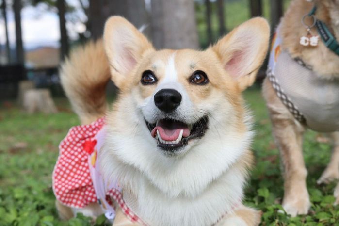 楽しそうなまるちゃん