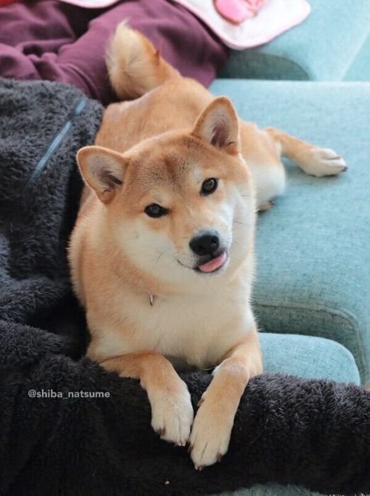 舌を出すなつめちゃん