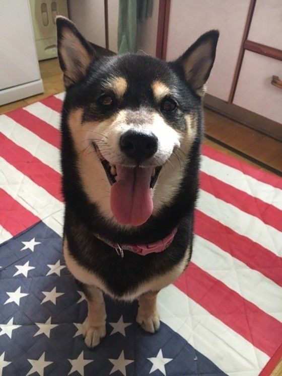 お利口にオスワリしている柴犬