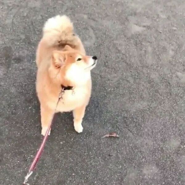 散歩中に駄々をこねるちよちゃん