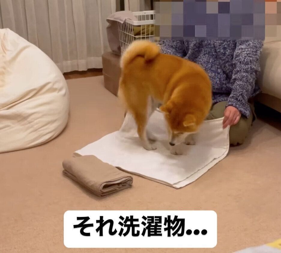 洗濯物の上でクルクル回る文太くん